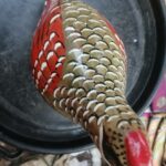 Hand carved francolin