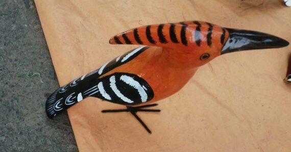 curved birds spotted