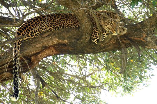 African Leopard on tree