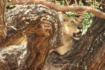 Female lion hiding on a tree