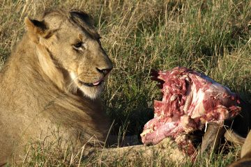 lion on prey in amboseli